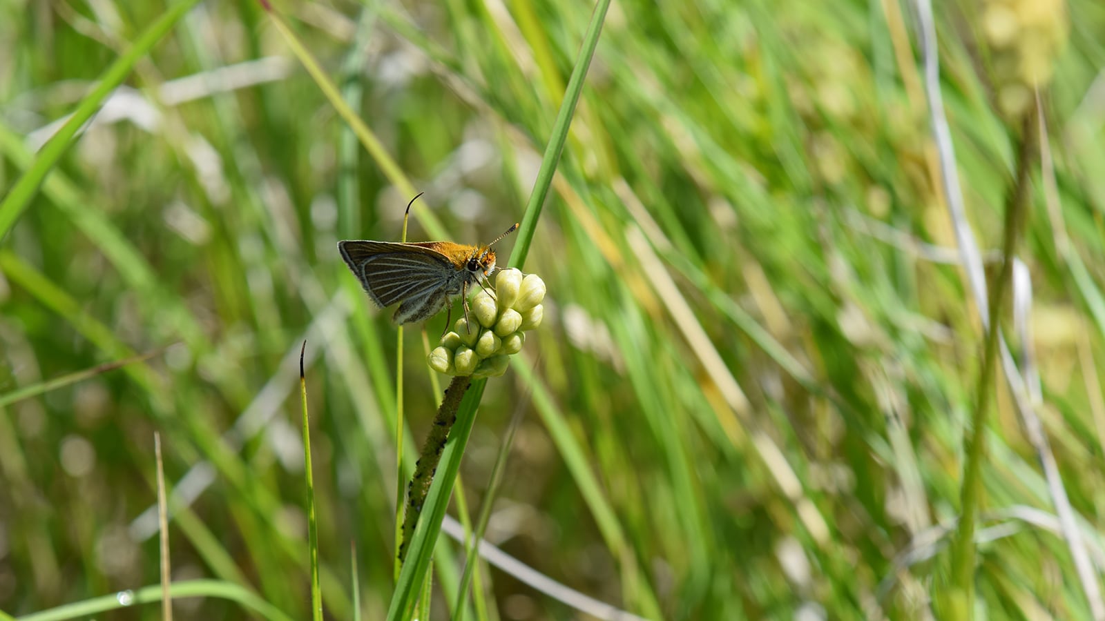 Newly released Poweshiek female.JPG (773 KB)